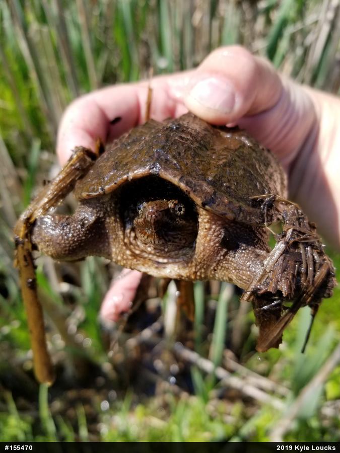 Snapping Turtle
