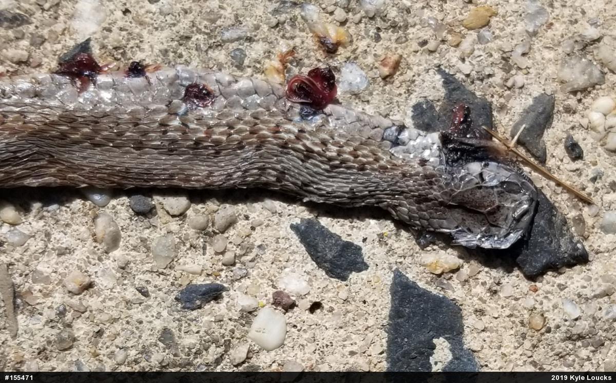 Dekay's Brownsnake
