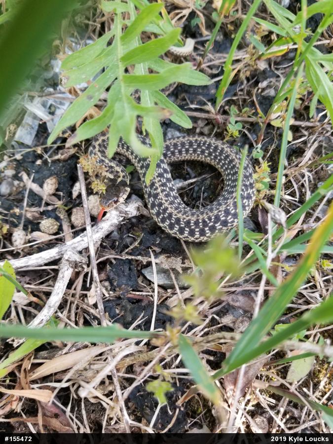 Eastern Gartersnake