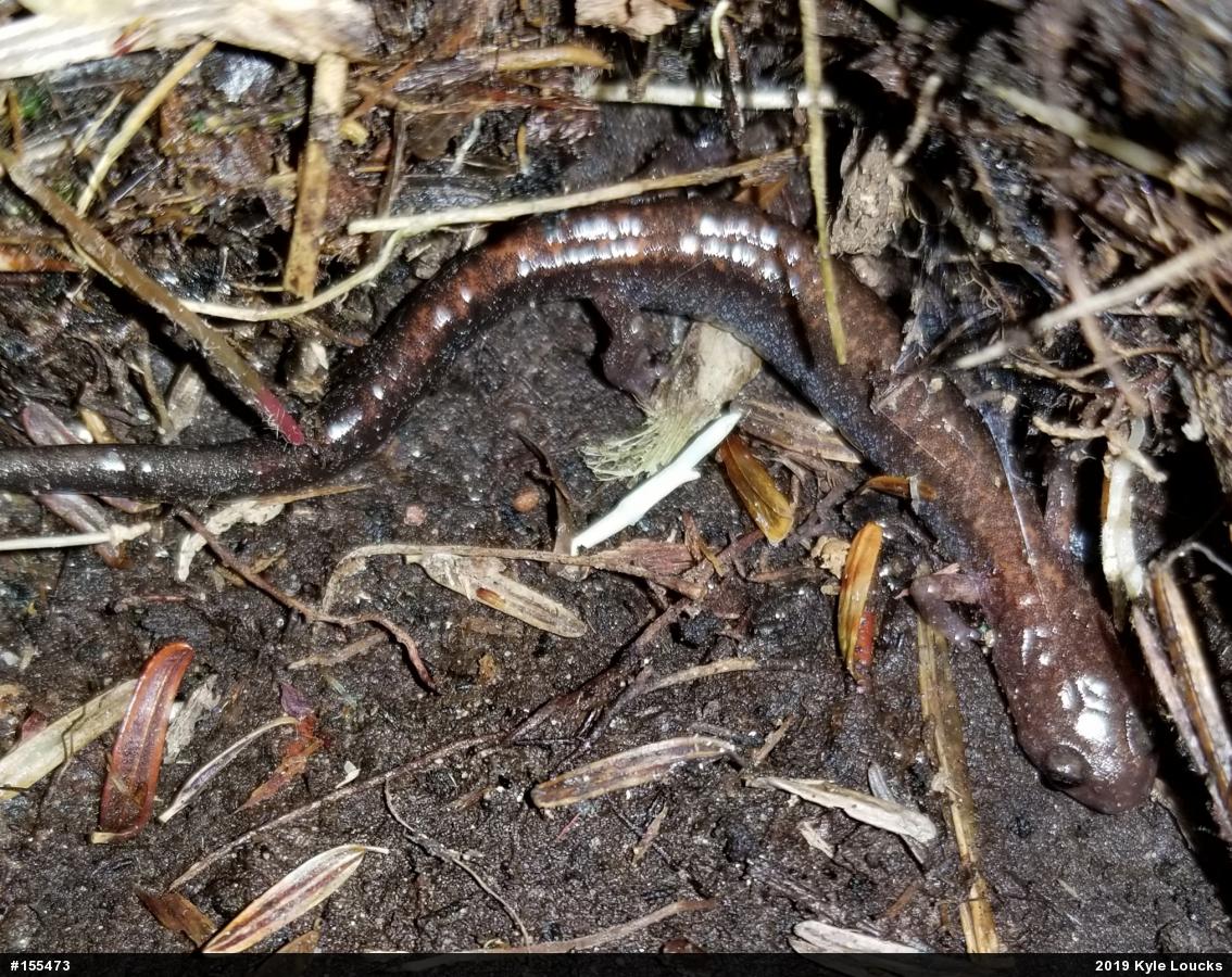 Eastern Red-backed  Salamander