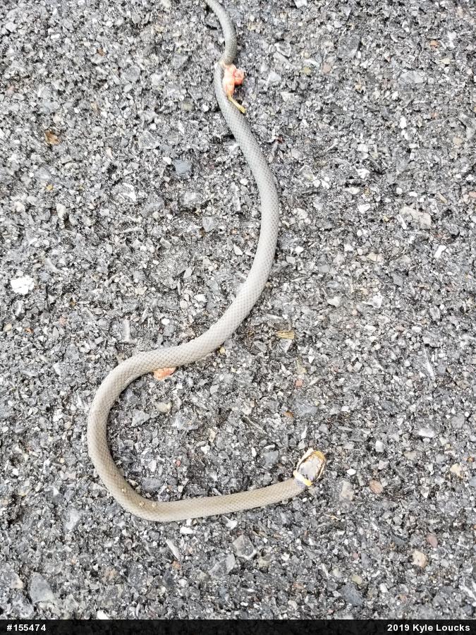 Northern Ring-necked Snake