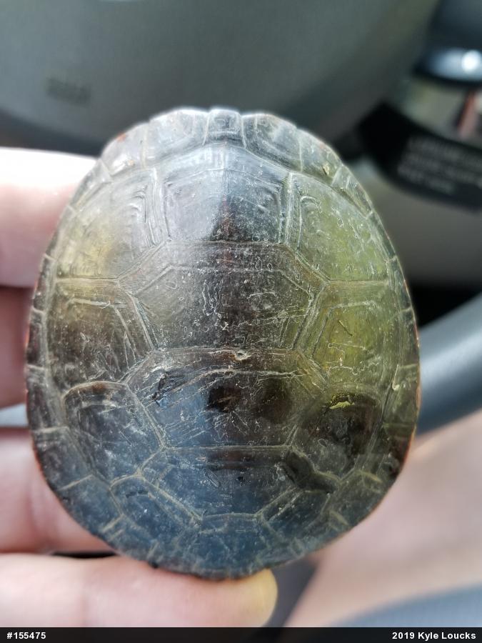 Midland Painted Turtle