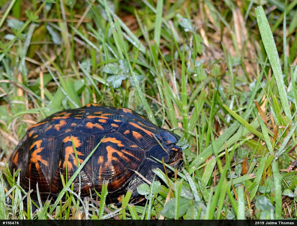 Eastern Box Turtle