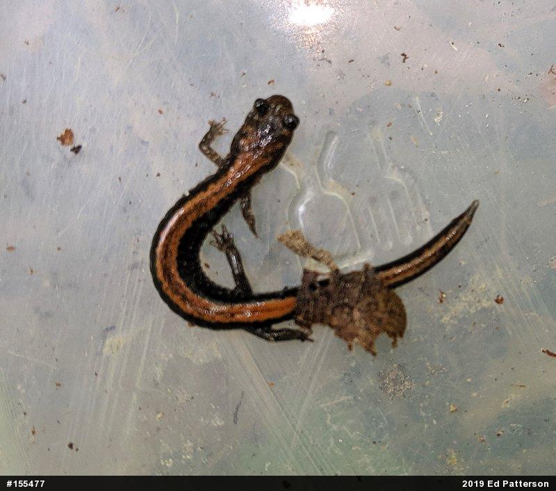 Eastern Red-backed  Salamander