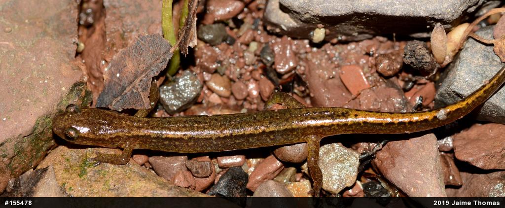 Northern Two-lined Salamander