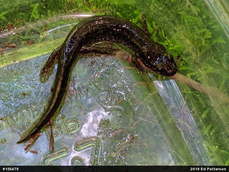 Northern Dusky Salamander