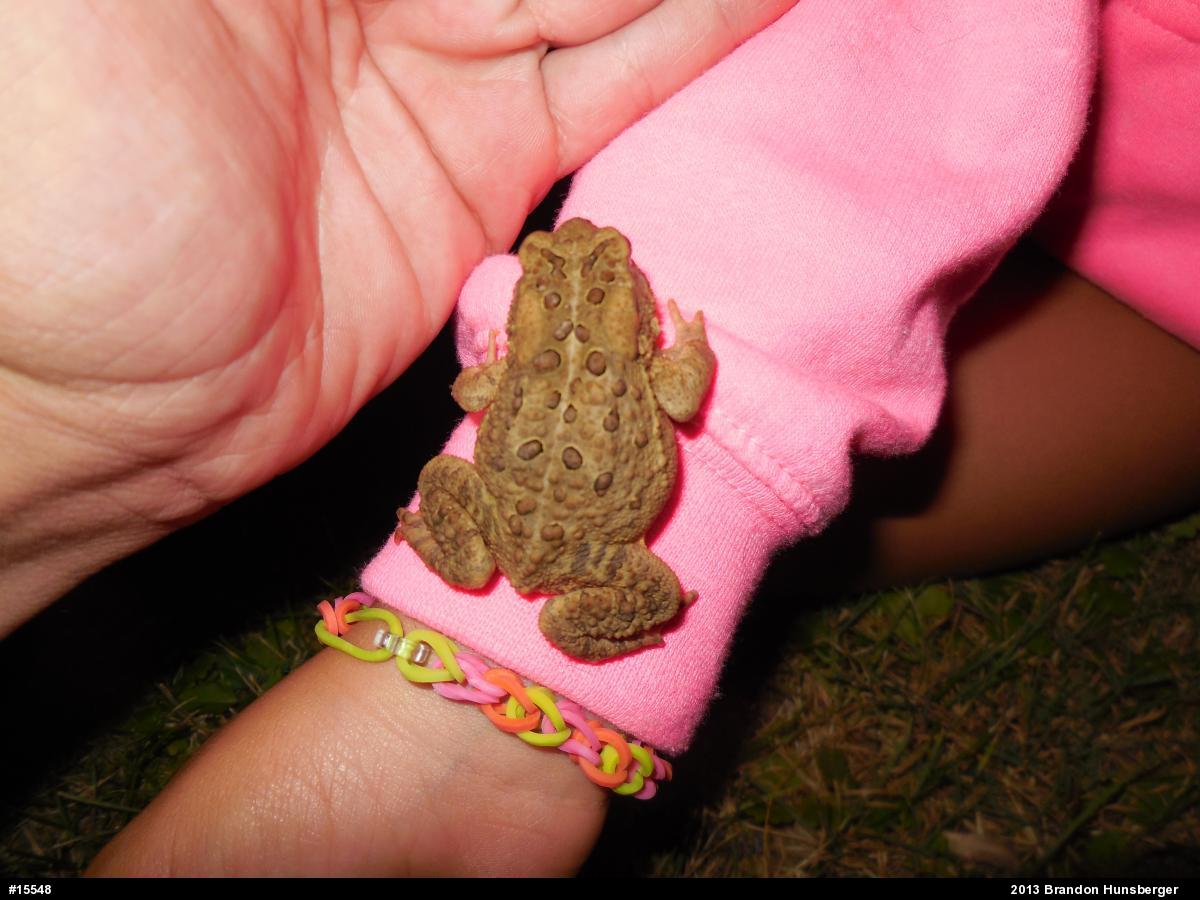 Eastern American Toad