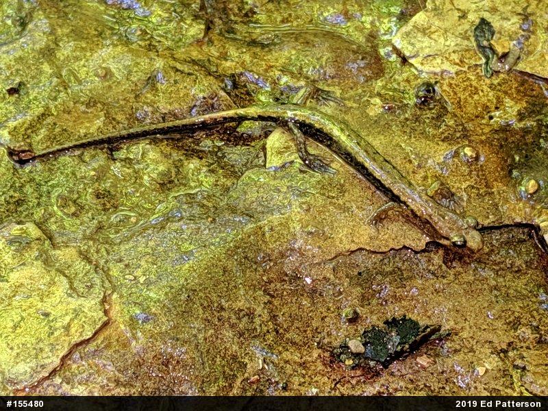 Allegheny Mountain Dusky Salamander