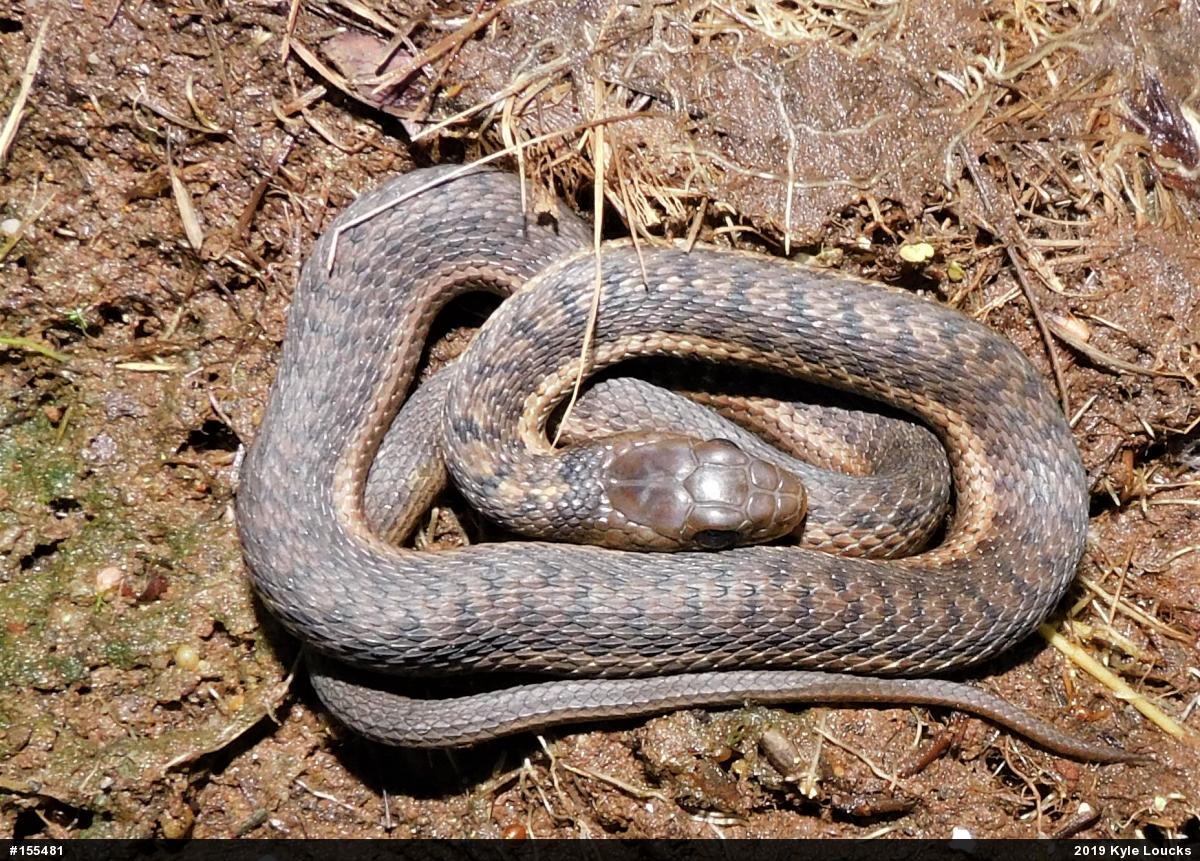 Eastern Gartersnake