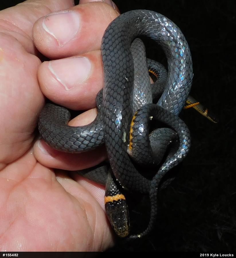 Northern Ring-necked Snake