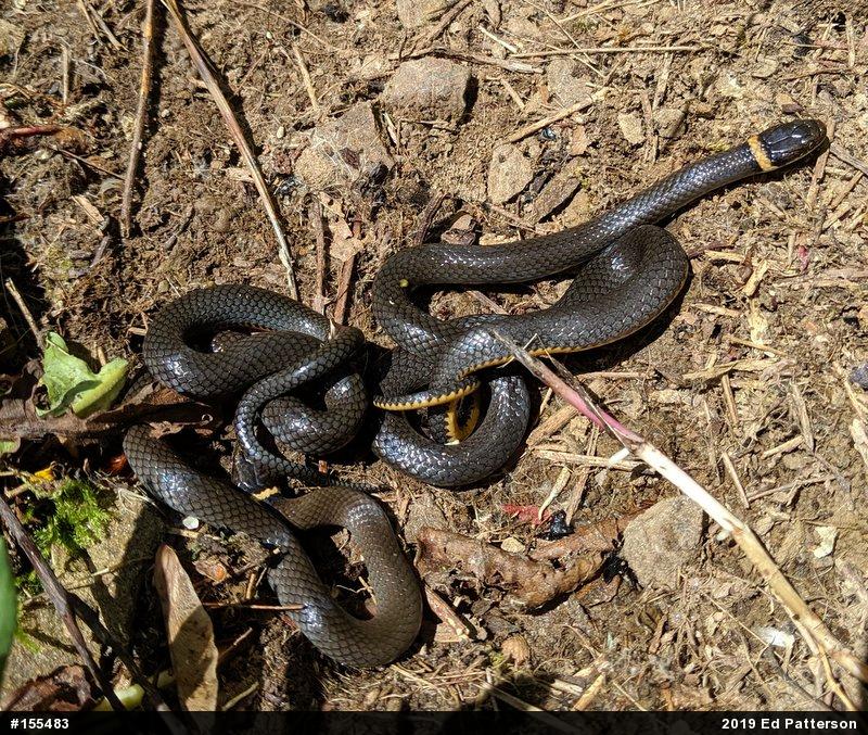 Northern Ring-necked Snake