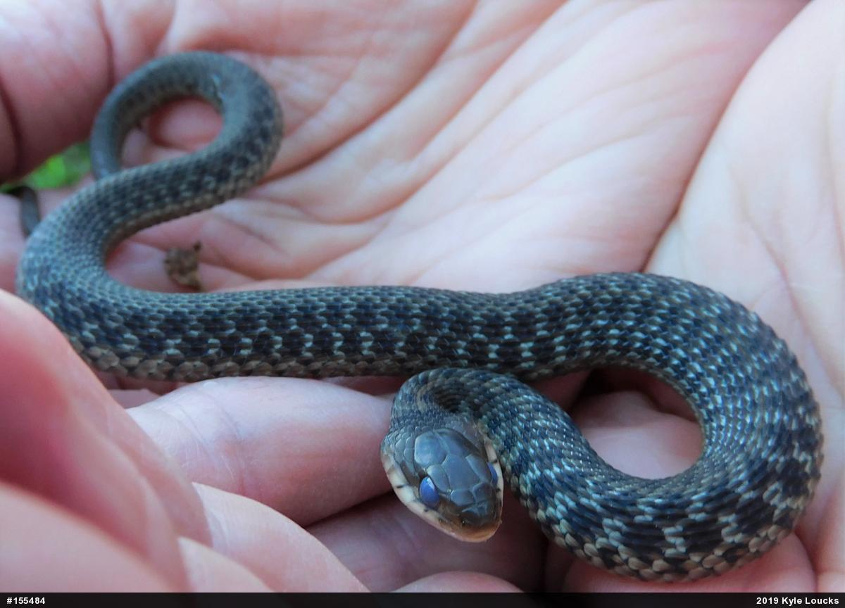 Eastern Gartersnake