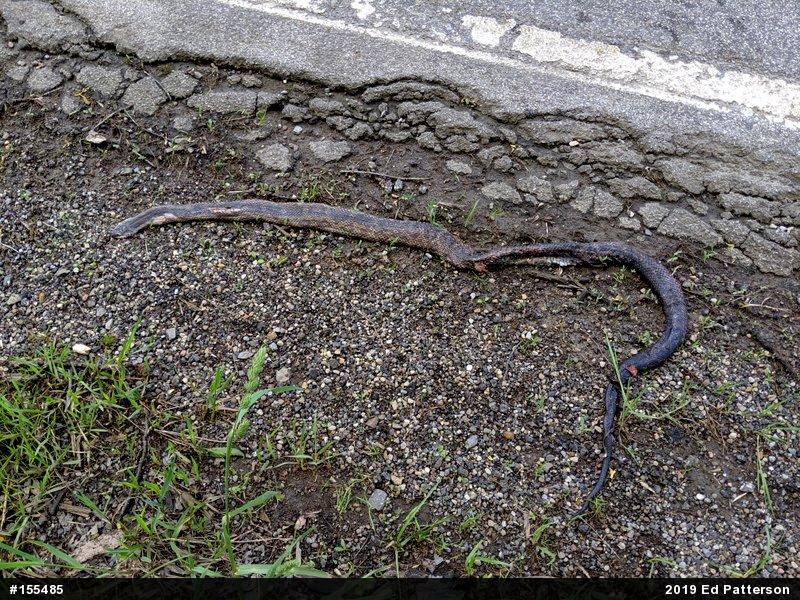 Eastern Ratsnake