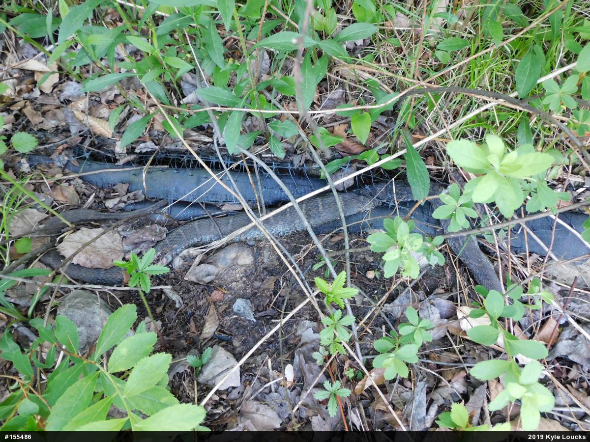 Northern Watersnake