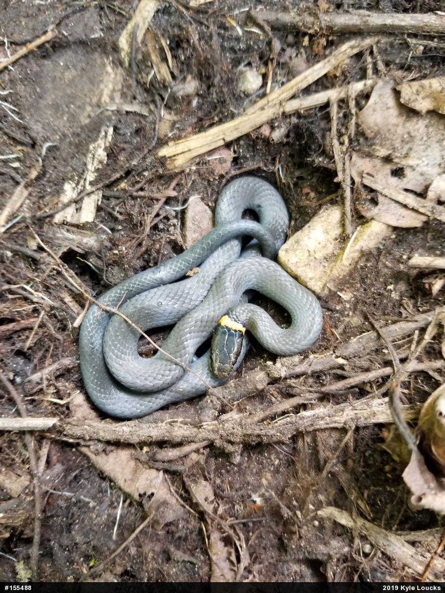 Northern Ring-necked Snake
