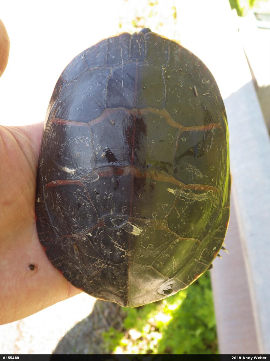 Painted Turtle