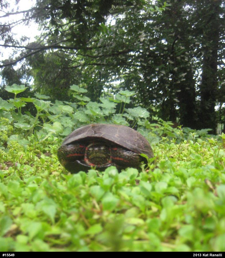 Painted Turtle