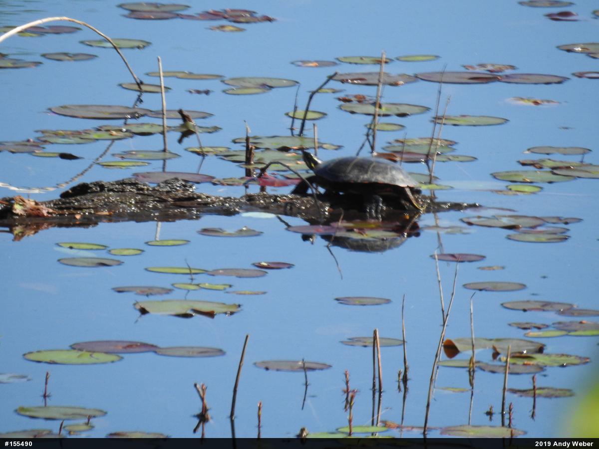 Painted Turtle