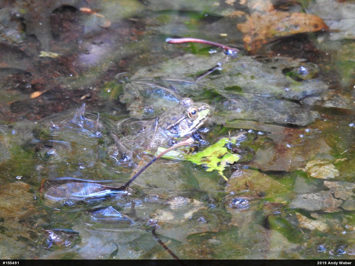 Green Frog