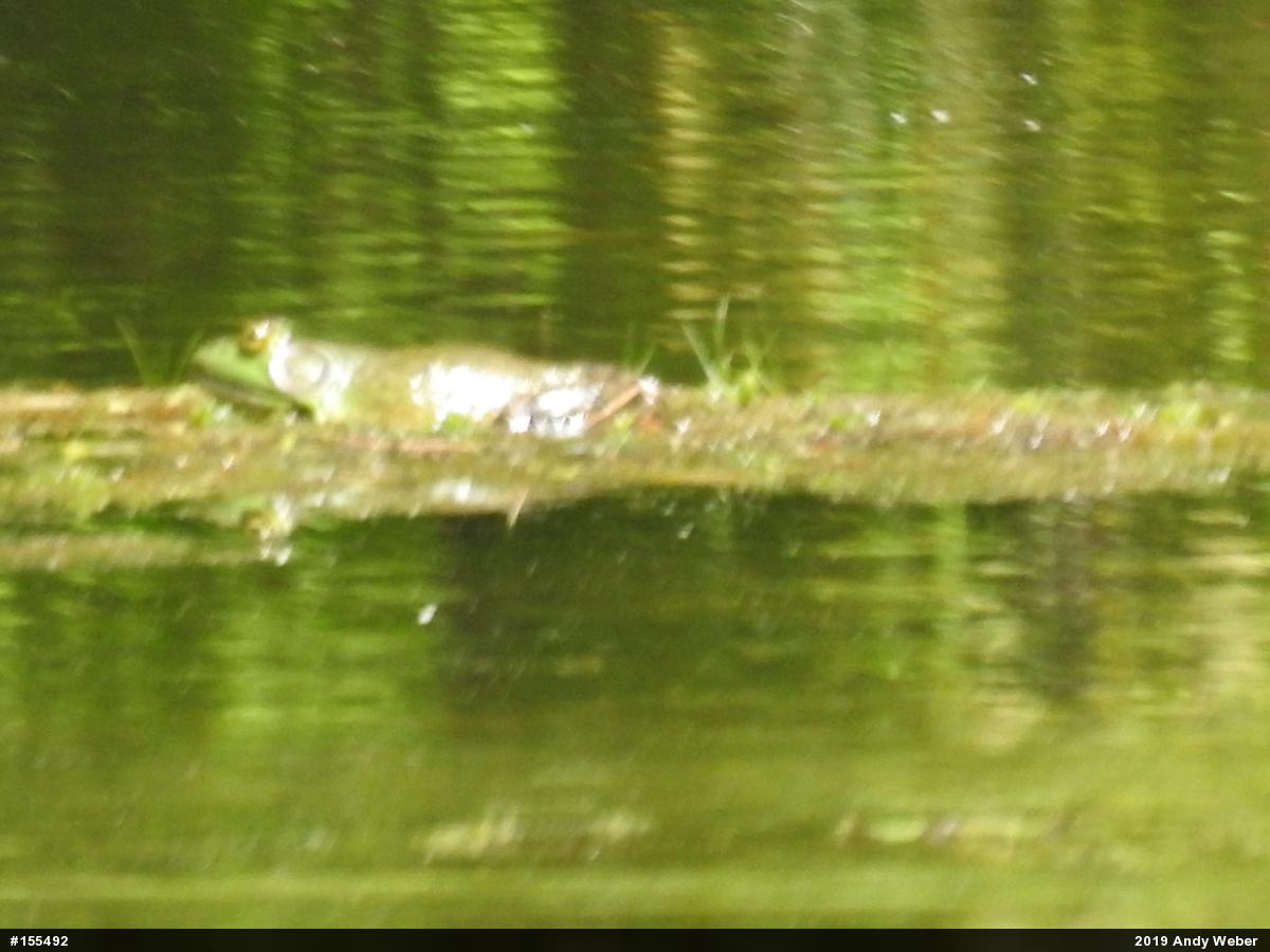 American Bullfrog
