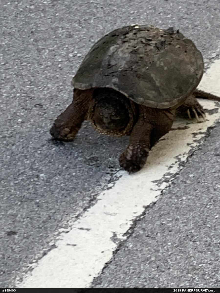 Snapping Turtle