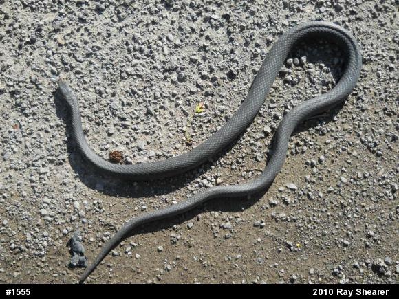 Northern Black Racer