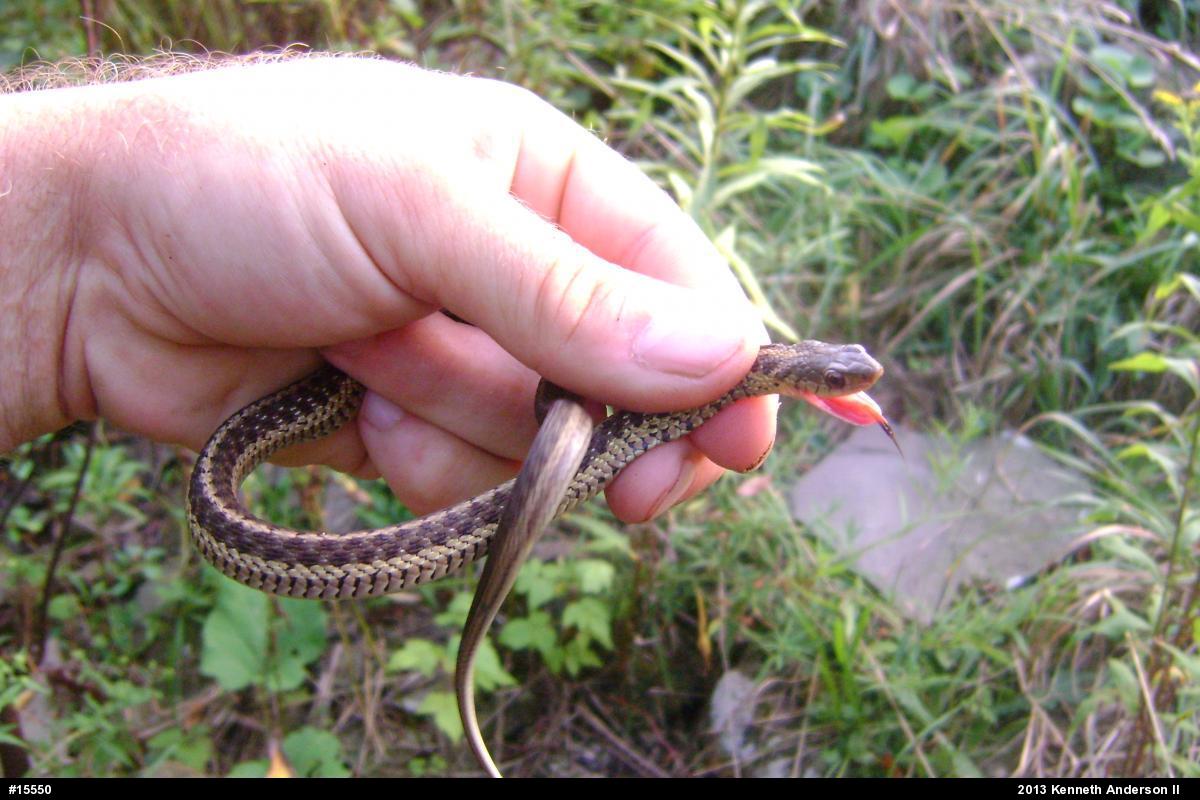 Eastern Gartersnake