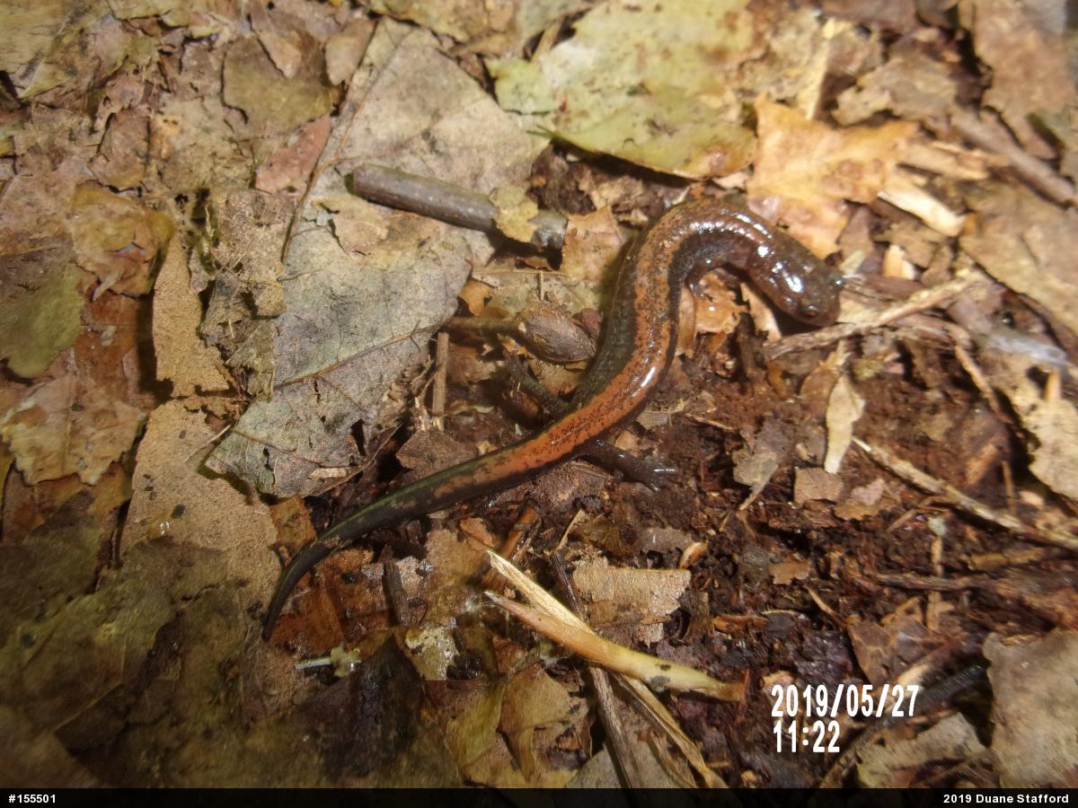 Eastern Red-backed  Salamander