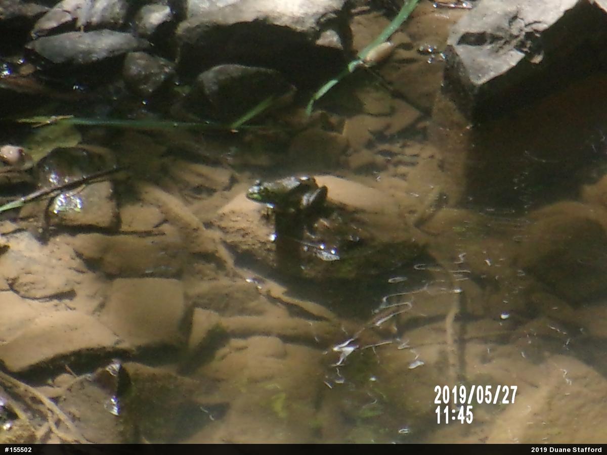 American Bullfrog