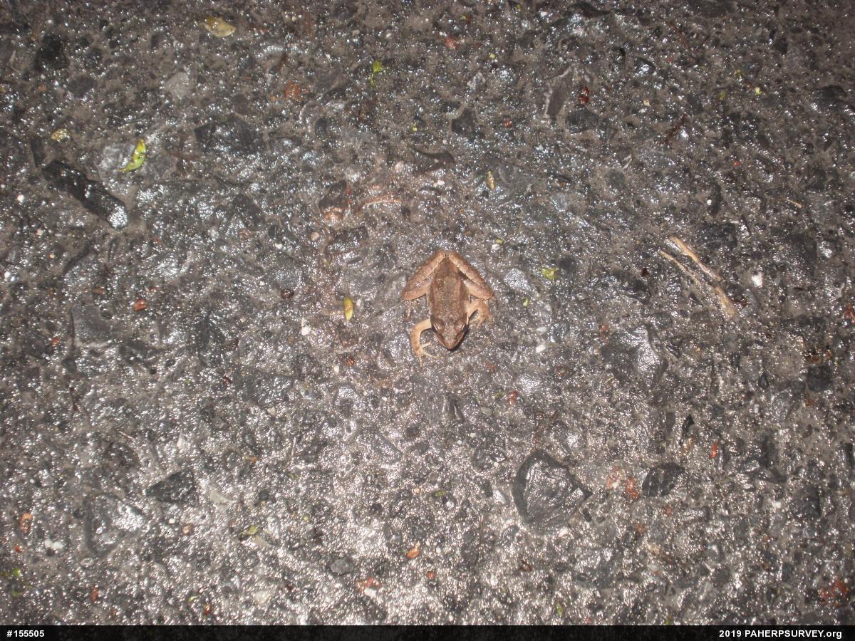 Wood Frog