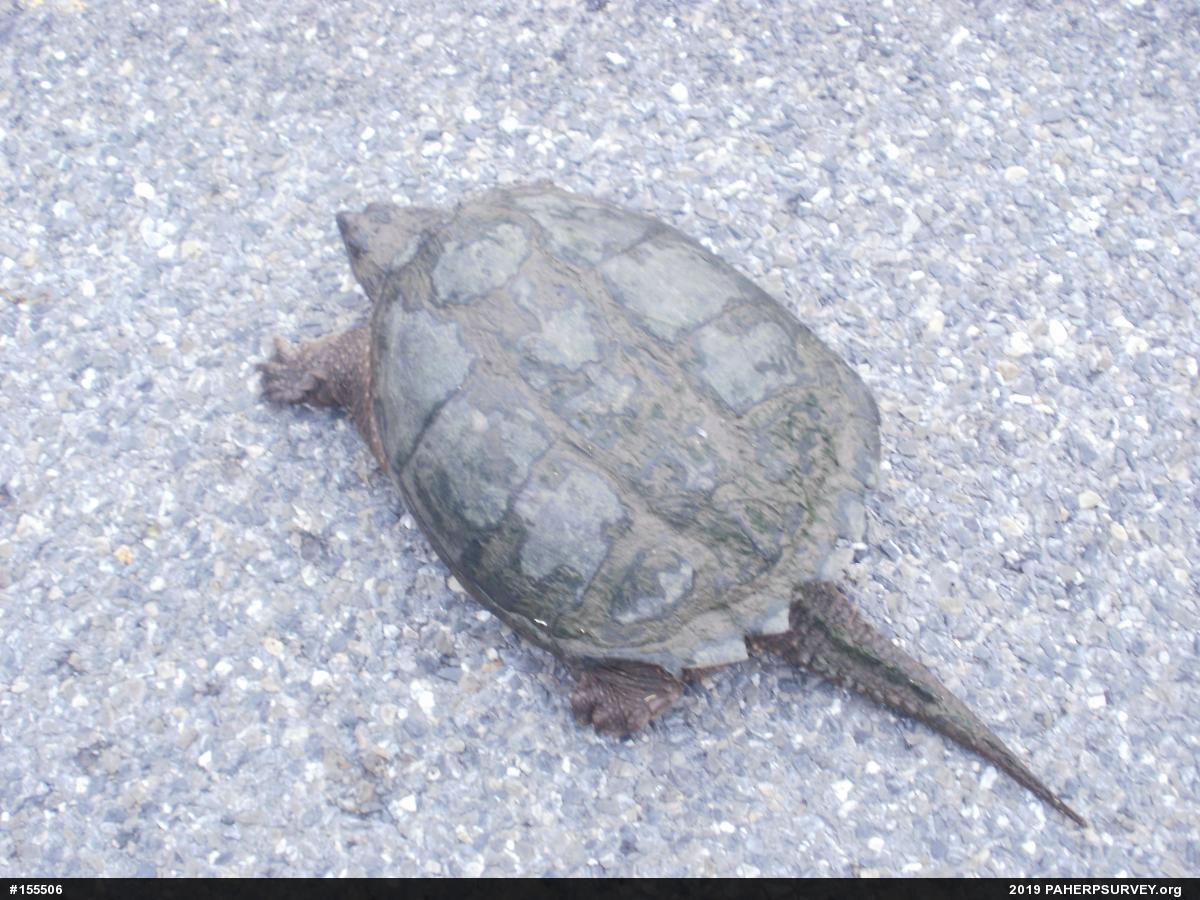 Snapping Turtle