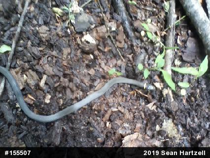 Northern Ring-necked Snake