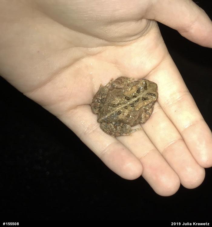 Eastern American Toad