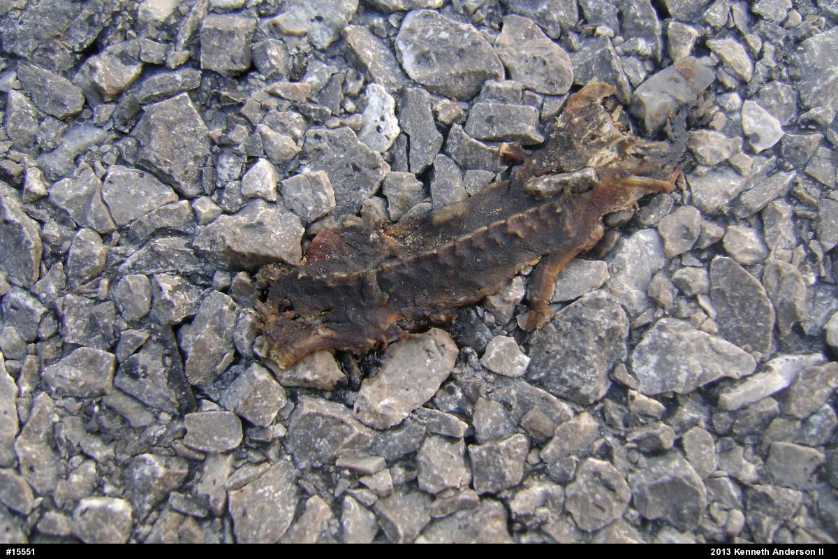 Red-spotted Newt