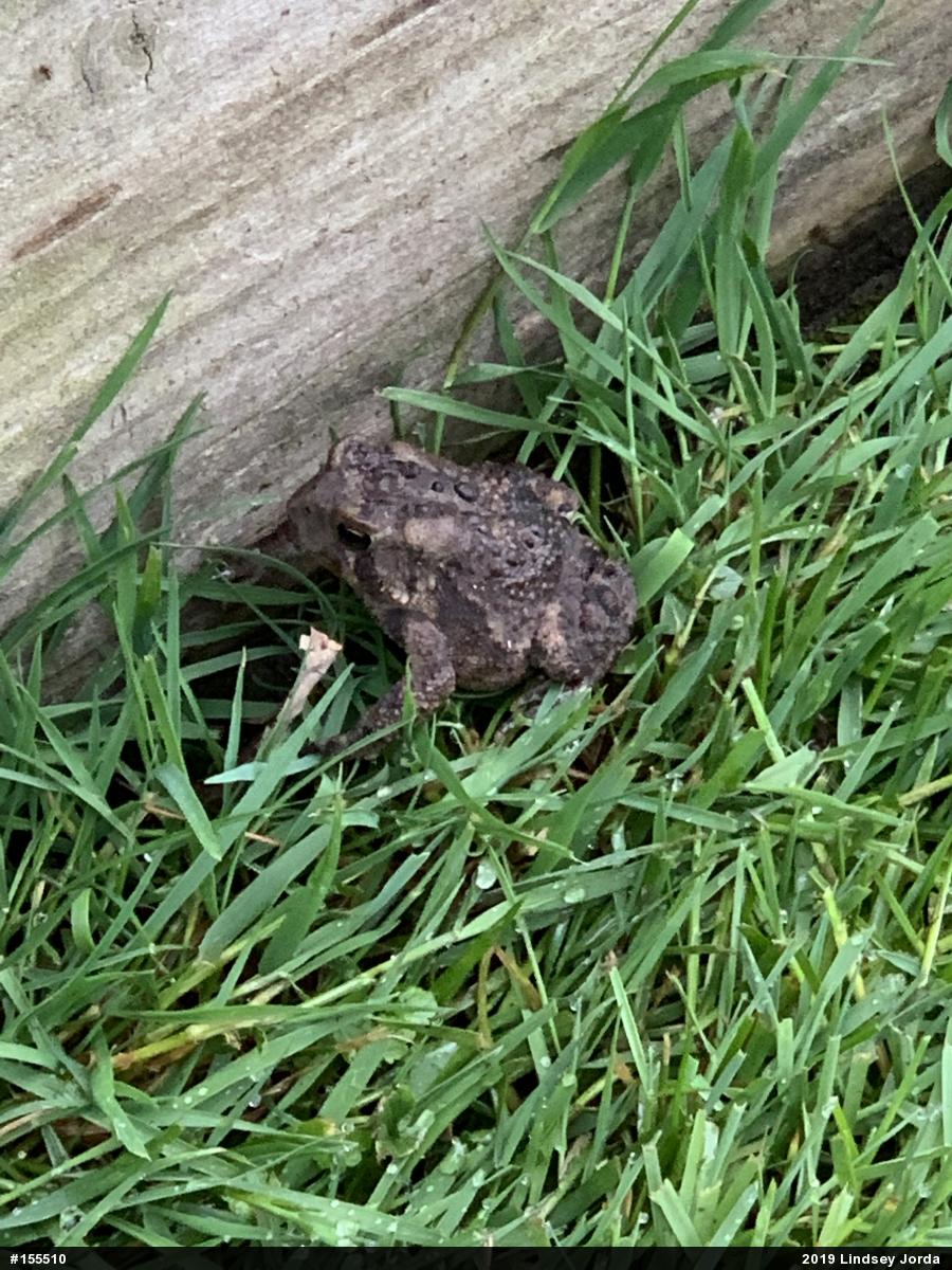 Eastern American Toad