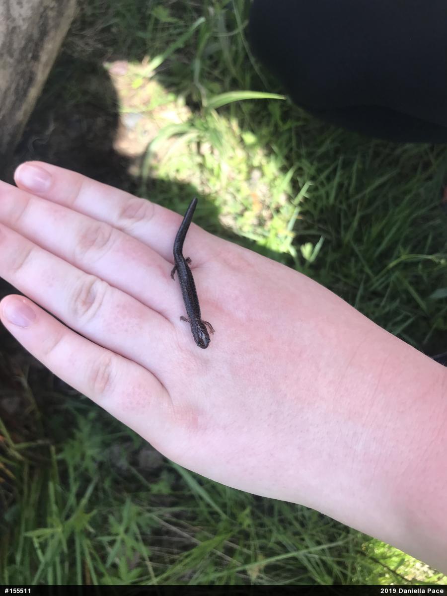 Eastern Red-backed  Salamander
