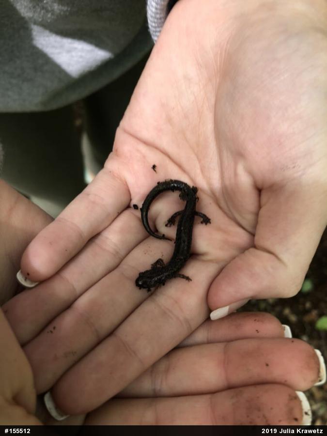 Eastern Red-backed  Salamander
