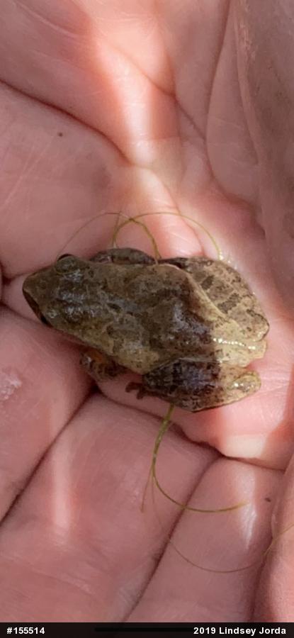 Spring Peeper