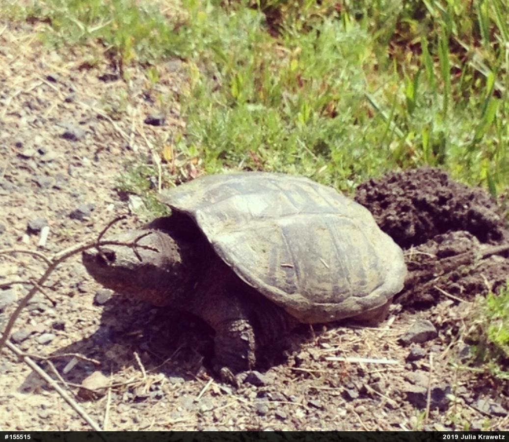 Snapping Turtle