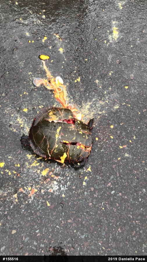 Painted Turtle
