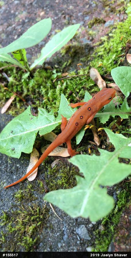 Red-spotted Newt