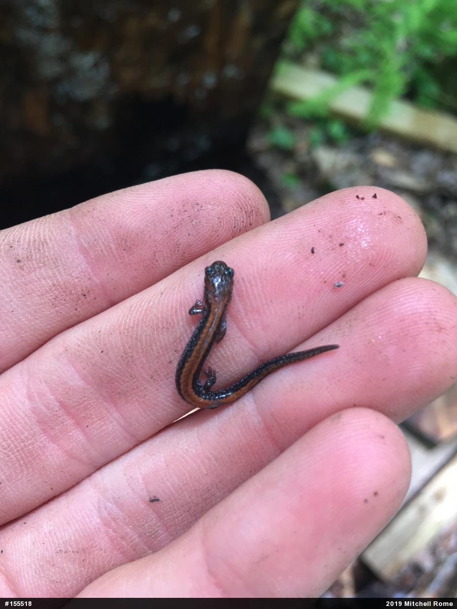 Eastern Red-backed  Salamander