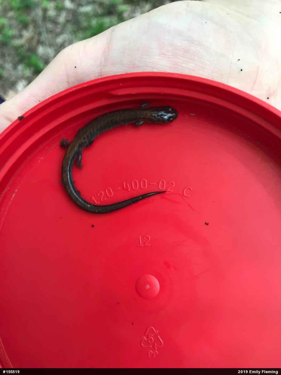Eastern Red-backed  Salamander
