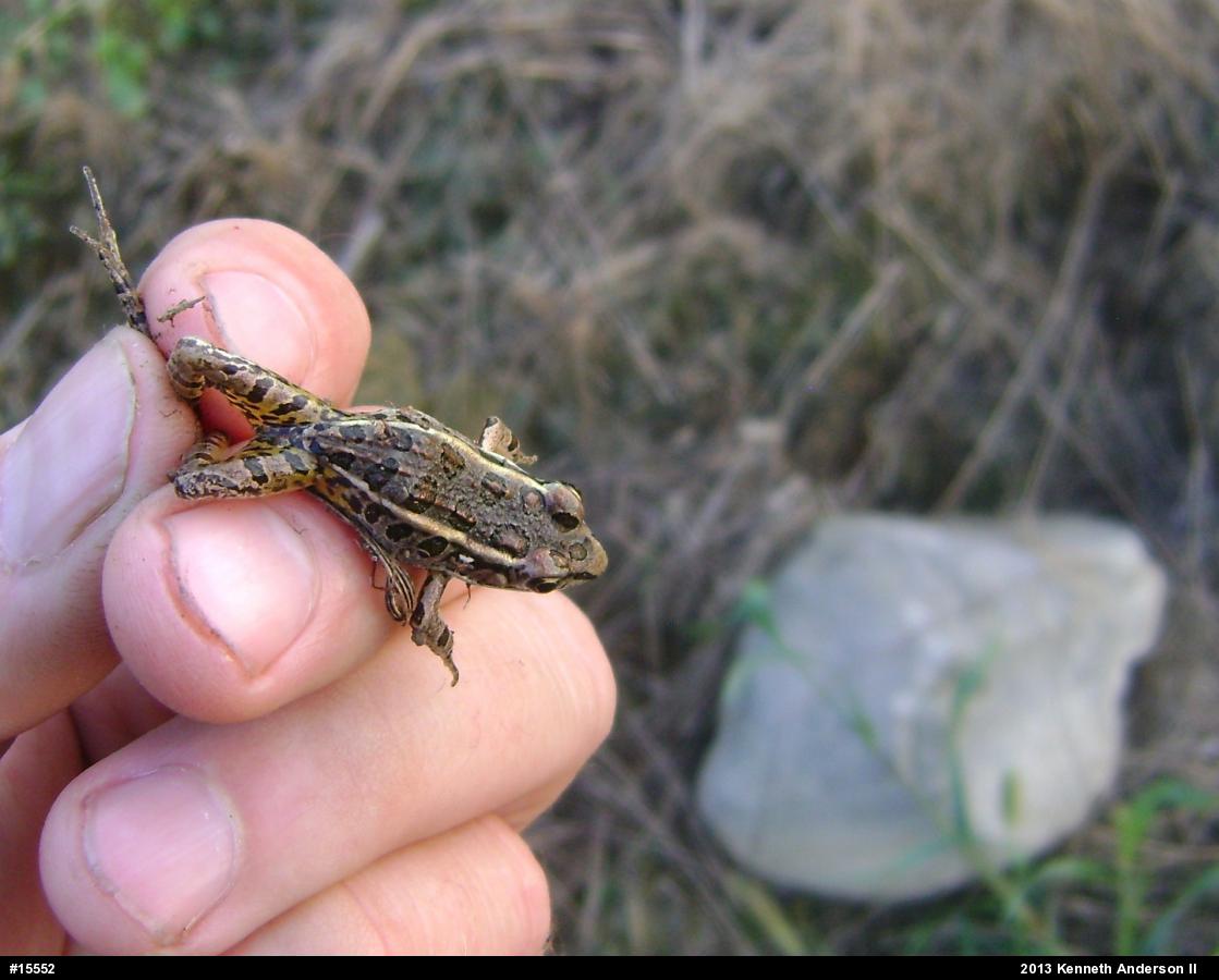 Pickerel Frog