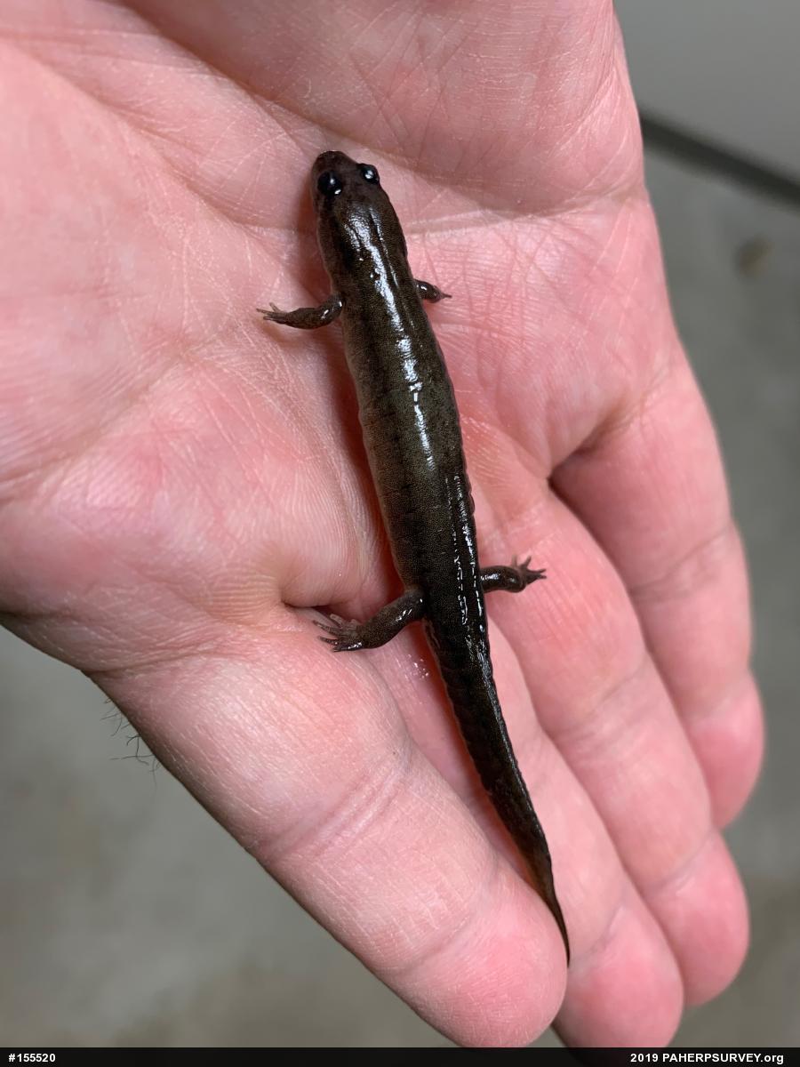 Northern Dusky Salamander