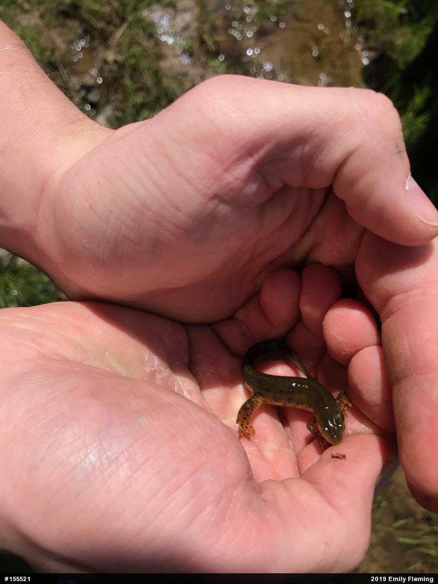 Red-spotted Newt