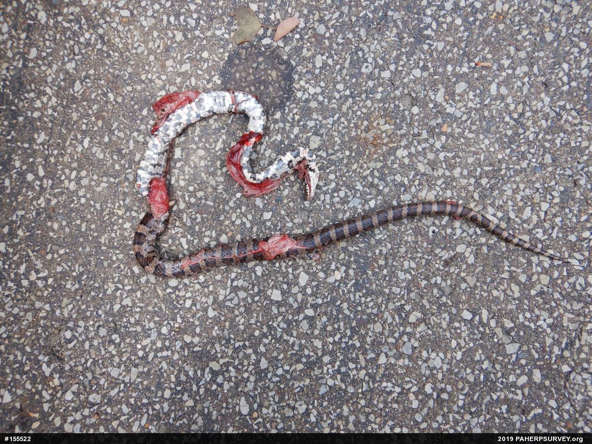 Eastern Milksnake