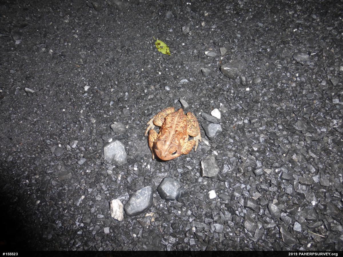Eastern American Toad