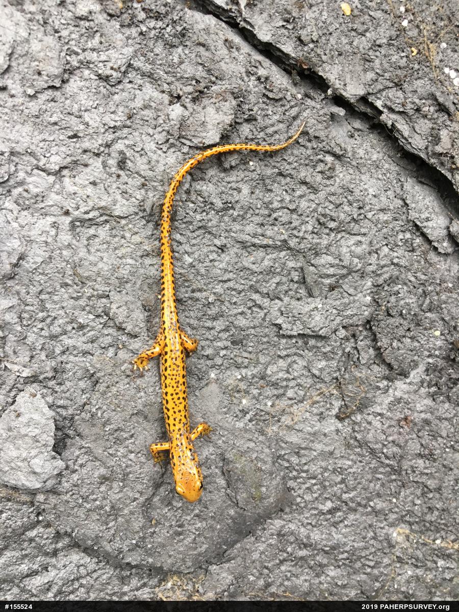 Eastern Long-tailed Salamander
