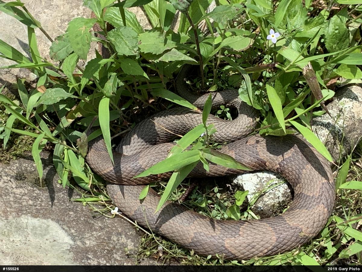 Northern Copperhead
